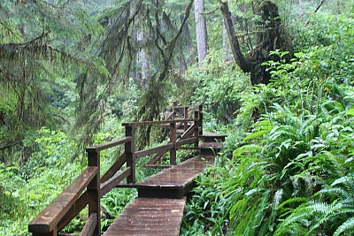 Schooner Cove - Tofino