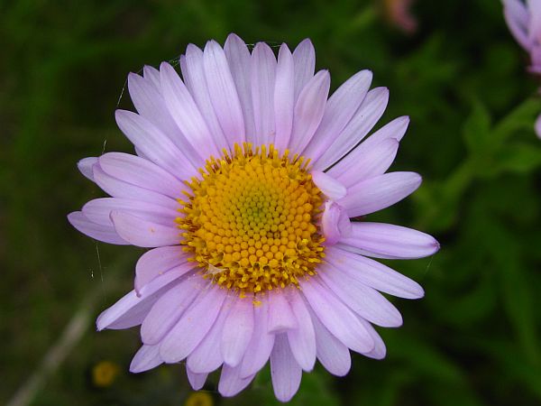 Subalpine Daisy