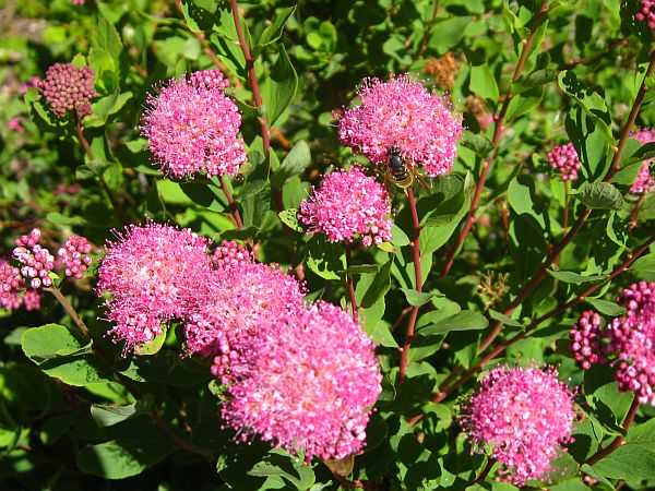 Rosy Spirea