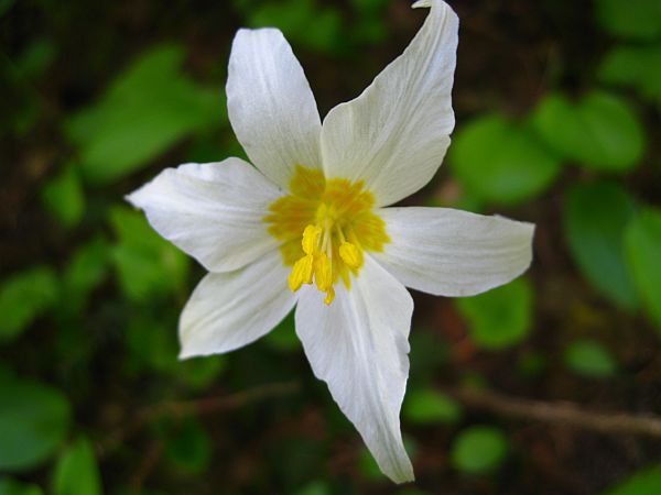 Avalanche Lily