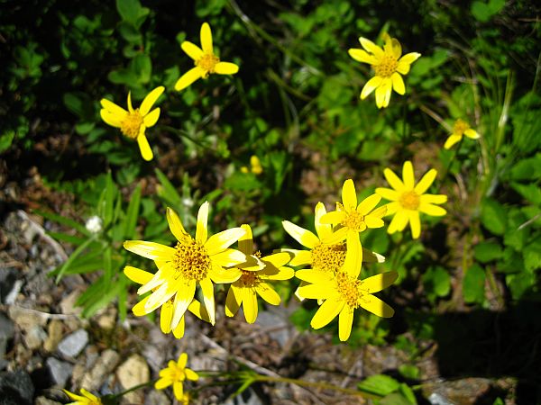 Broadleaf Arnica