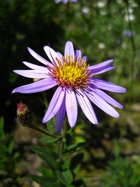 Alpine Aster