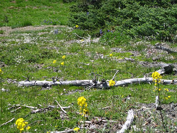 Western Wallflower