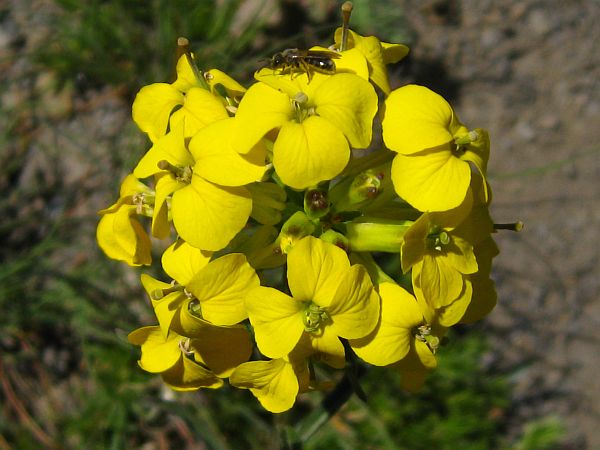 Western Wallflower