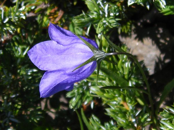 Harebell