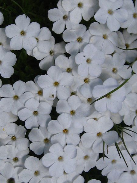 Yarrow