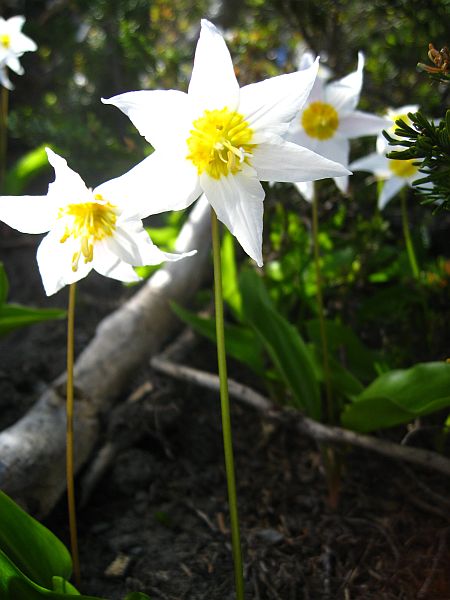 Und immer wieder die Avalanche Lily.