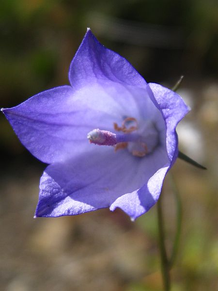 Harebell