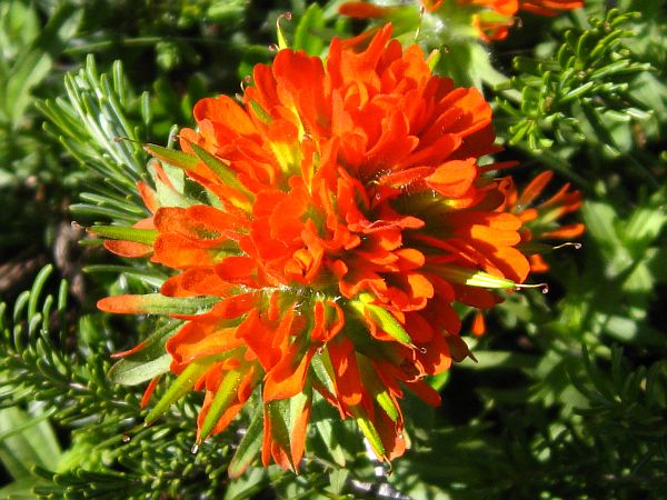 Giant Red Paintbrush