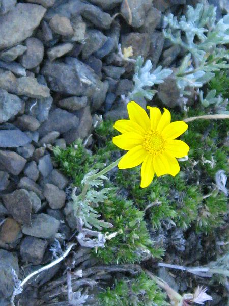 Wooly Sunflower