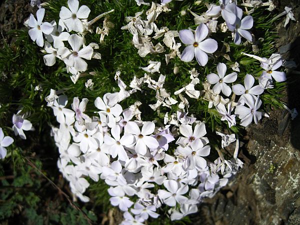 Spreading Phlox