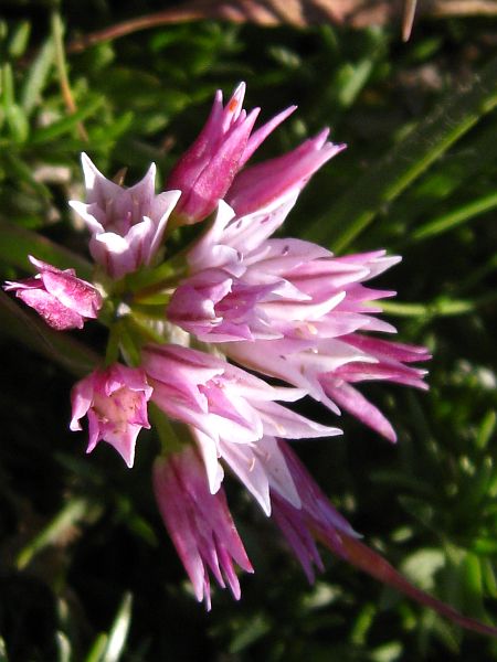 Scalloped Onion