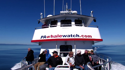 PAwhalewatch.com