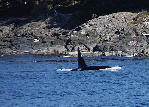 Whale watching.