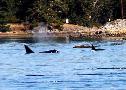 Whale watching.