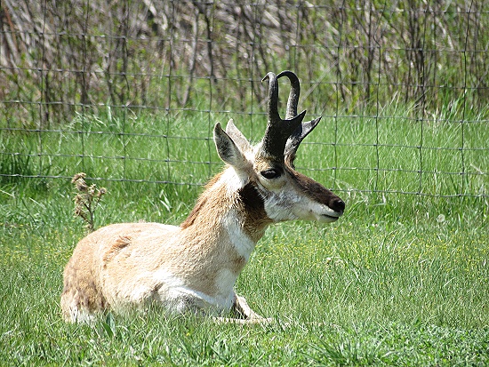 Custer State Park - Wildlife Loop