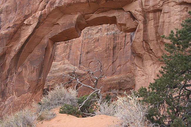 Arches Park - Pine Tree Arch