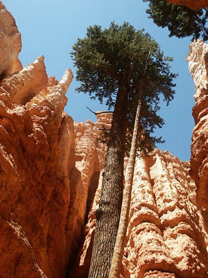 Bryce Canyon - Navajo Loop