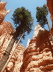 Bryce Canyon - Navajo Loop