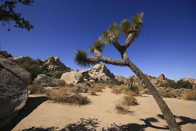 Joshua Tree National Park