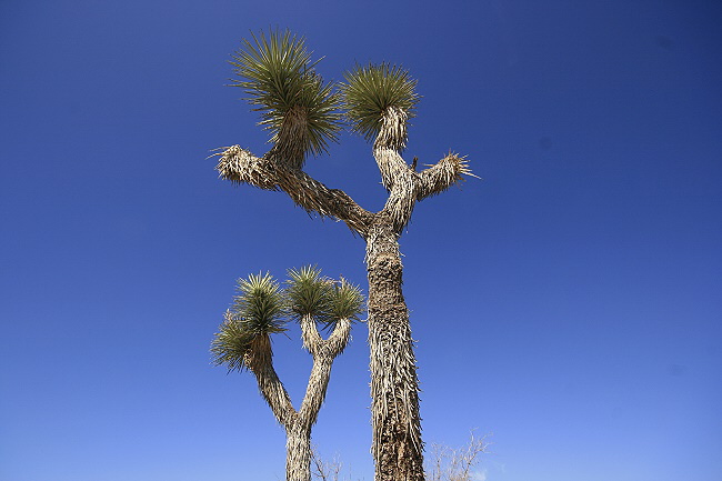 Joshua Tree National Park