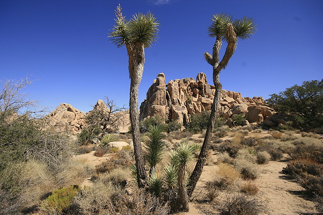 Joshua Tree National Park