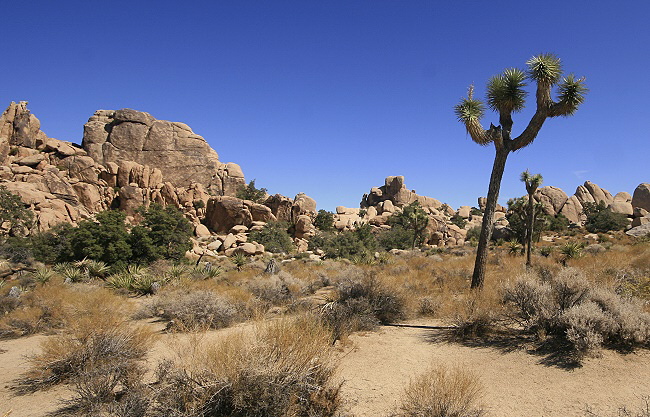 Joshua Tree National Park