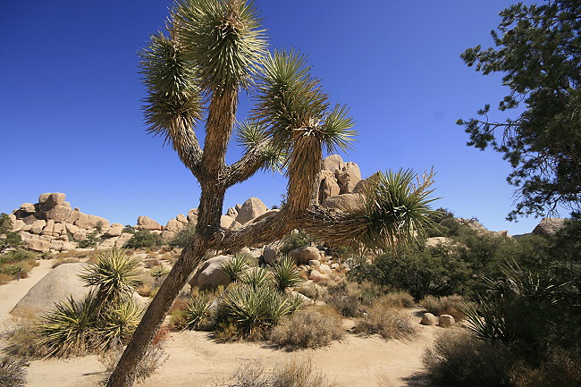 Joshua Tree National Park