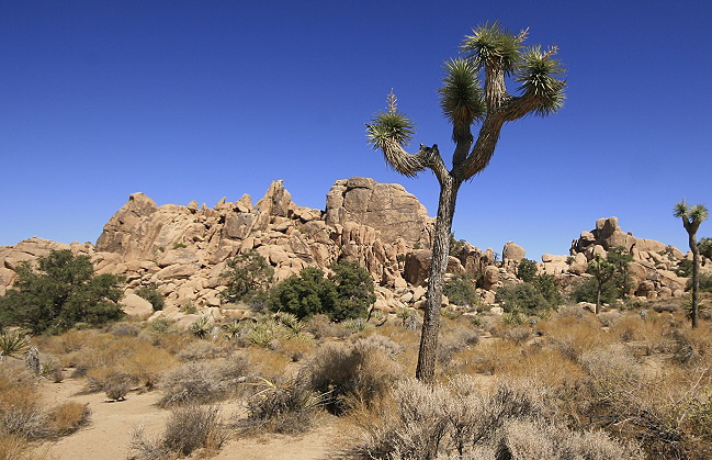 Joshua Tree National Park