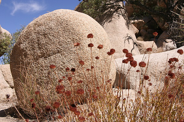 Joshua Tree National Park