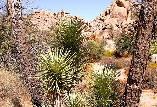 Joshua Tree National Park