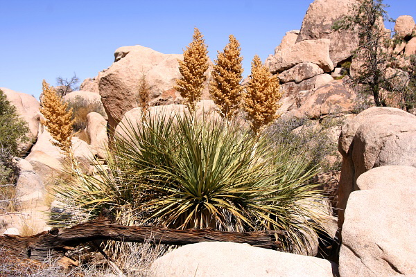 Joshua Tree National Park