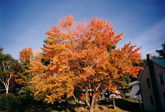 Indian Summer - New England