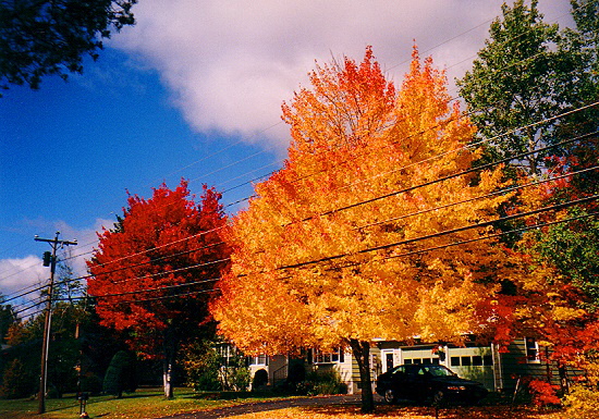 Indian Summer - New England