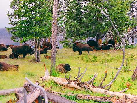 Yellowstone