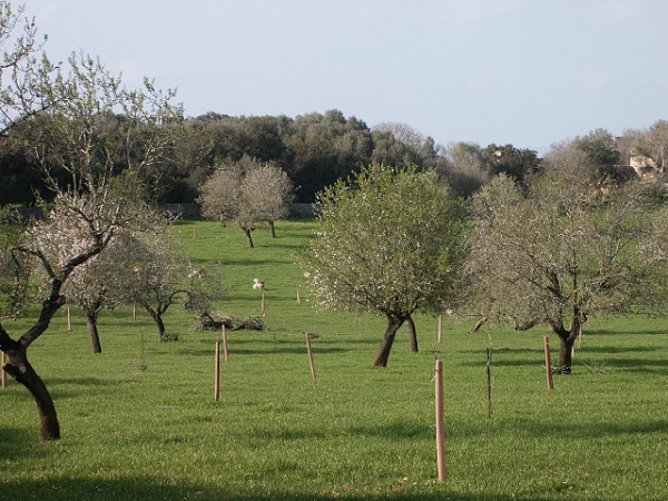 Mallorca