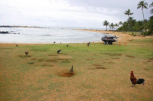 Poipu Beach