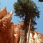 Bryce Canyon - Navajo Loop