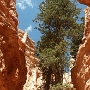 Bryce Canyon - Navajo Loop