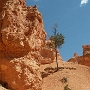 Bryce Canyon - Navajo Loop