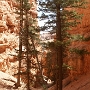 Bryce Canyon - Navajo Loop