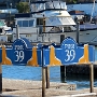 Pier 39 in San Francisco. Hier tummeln sich Seelöwen auf Holzpontons.<br />Besucht: immer wenn ich in San Francisco war.