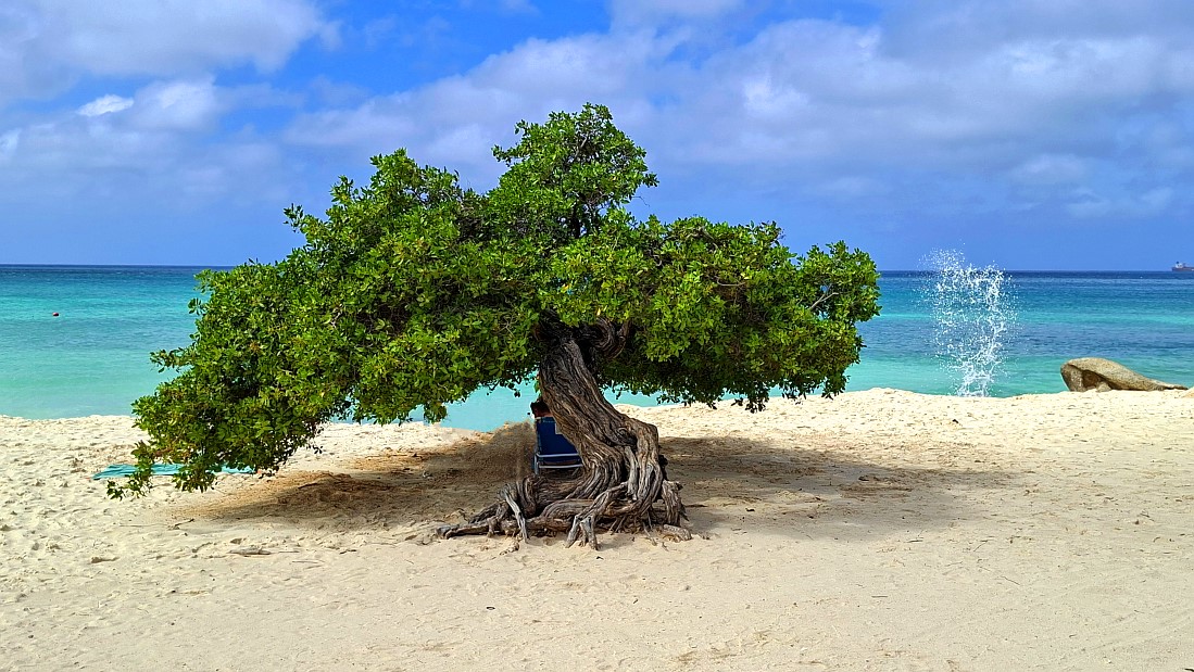 Fofoti Tree  Aruba