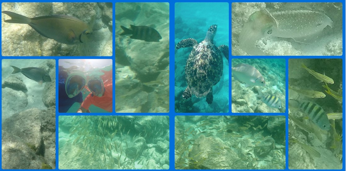 Tres Trapi  Beach Aruba