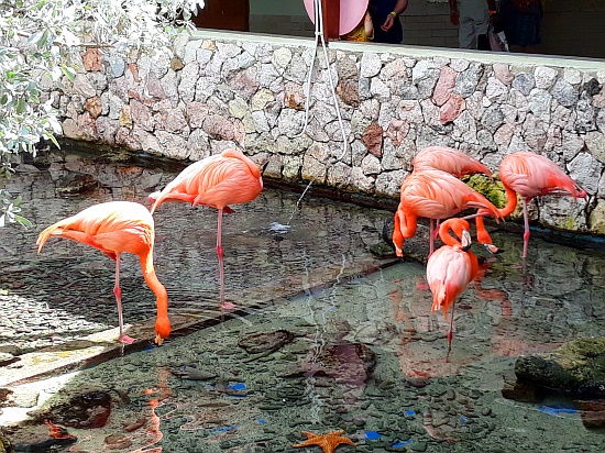 Curaao Sea Aquarium Park