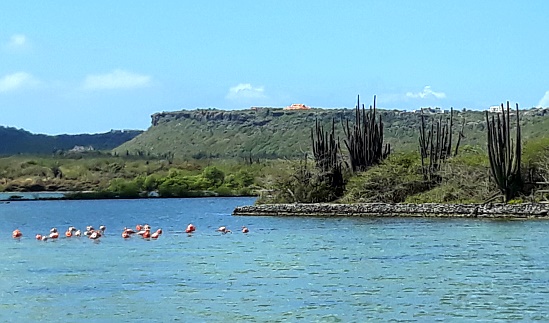 Arizona mit Flamingos?