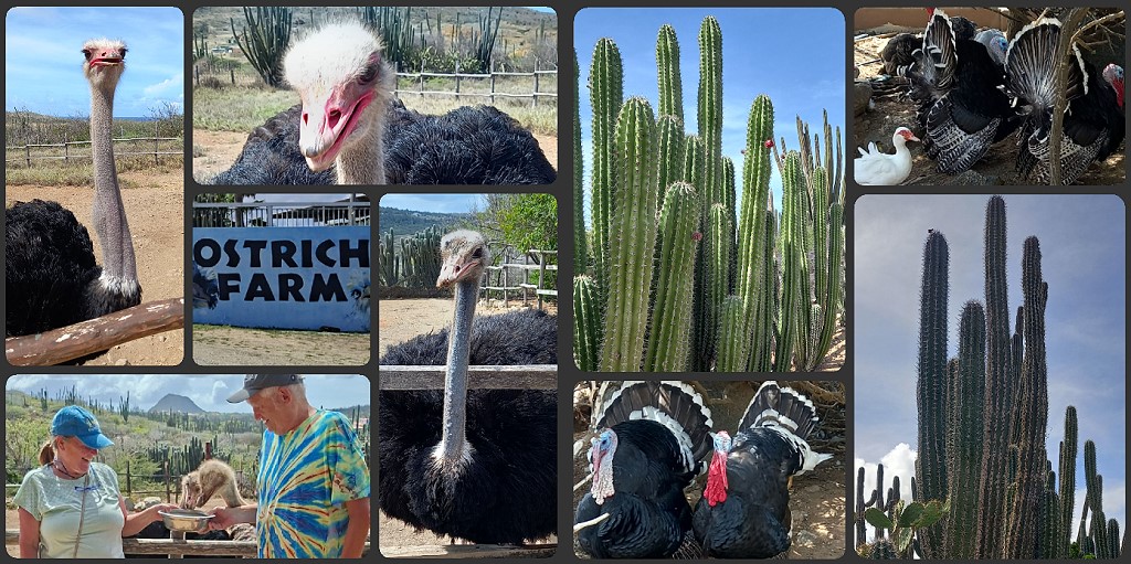 Ostrich Farm Aruba