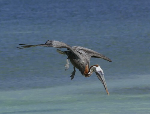 Pelikan am Eagle Beach