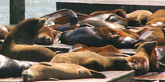 Pier 39