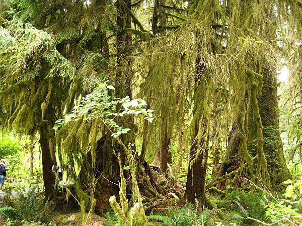 Hall of Mosses Trail